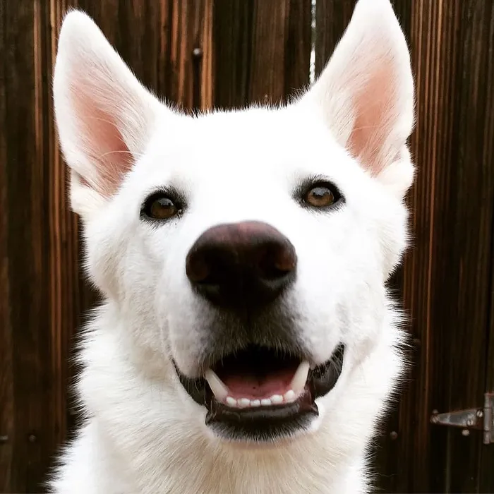 棕色眼睛的白色哈士奇狗的特写镜头。