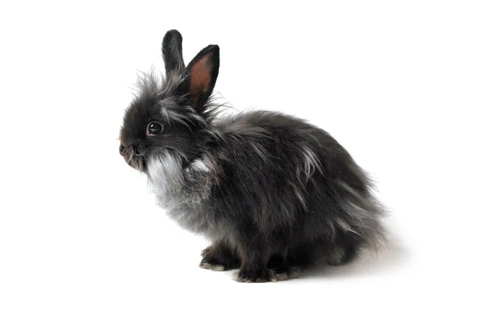黑色、白色、兔子、兔子、灰色、独立、耳朵