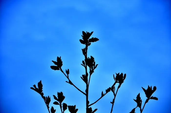 黑花画, 剪影, 绘画, 植物, 植物, 自然, 蓝色, 天空