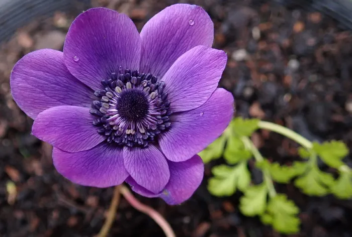花，紫色，银莲花，花园，自然，开花植物，新鲜度，脆弱性