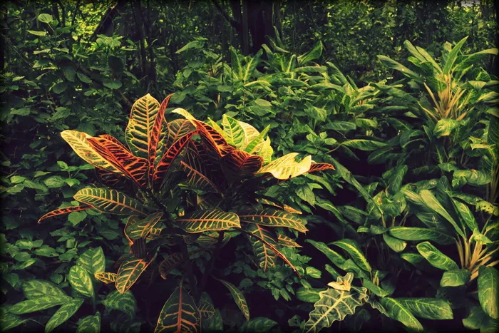 丛林、植物、绿色、热带雨林、异国情调、南美、植物、树叶