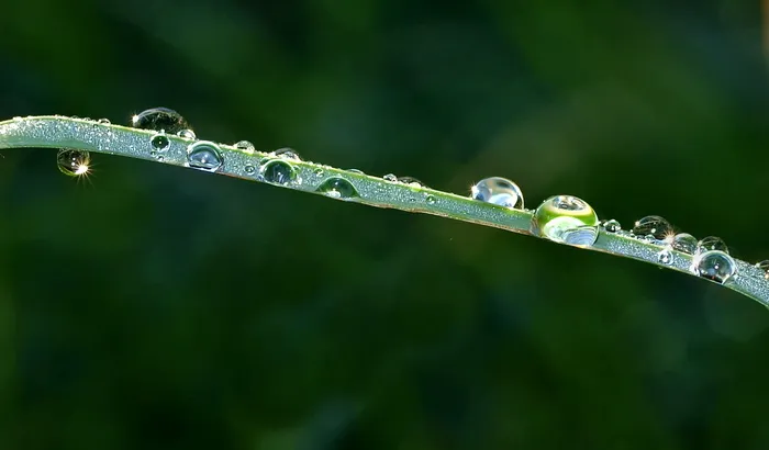 植物，自然，生活，滴水，水，潮湿，雨滴，自然之美