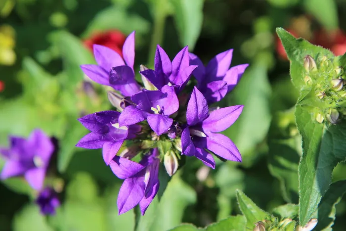 紫罗兰花，开花，紫罗兰，多年生，紫色，春季开花，花朵，开花植物