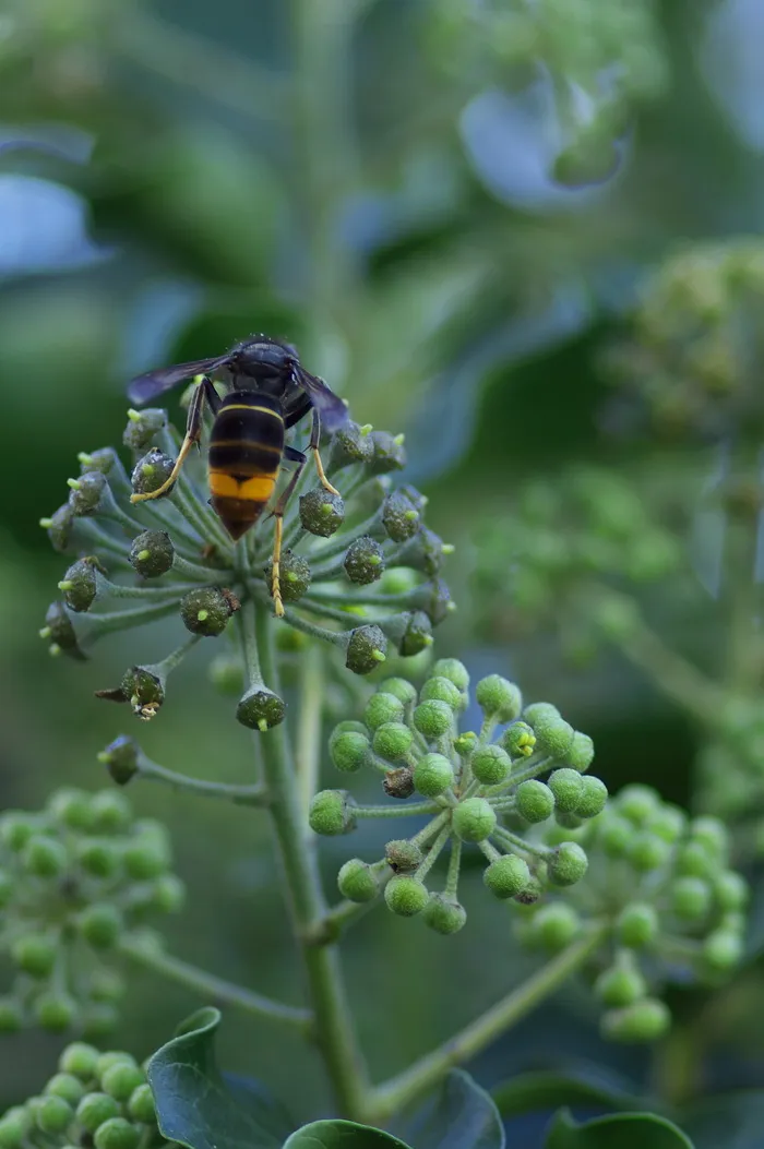 亚洲大黄蜂，入侵物种，昆虫，自然，植物，特写，生长，绿色