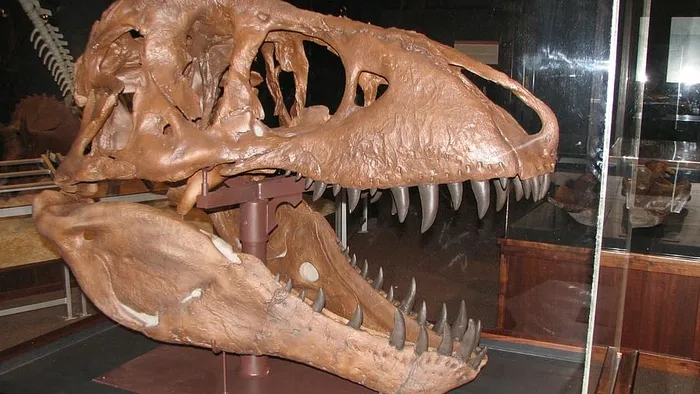 恐龙，蒙大拿州，化石，恐龙化石，博物馆，头骨，捕食者，没有人