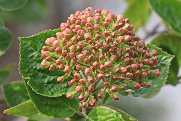 花卉,伞形花序,植物,花园,春天,农业,生长,植物部分