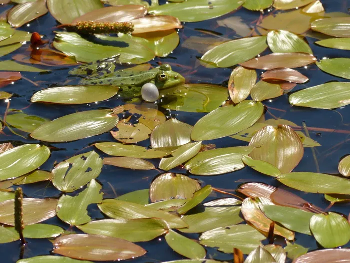 青蛙，青蛙池塘，池塘，植物部分，叶子，无人，湖，水