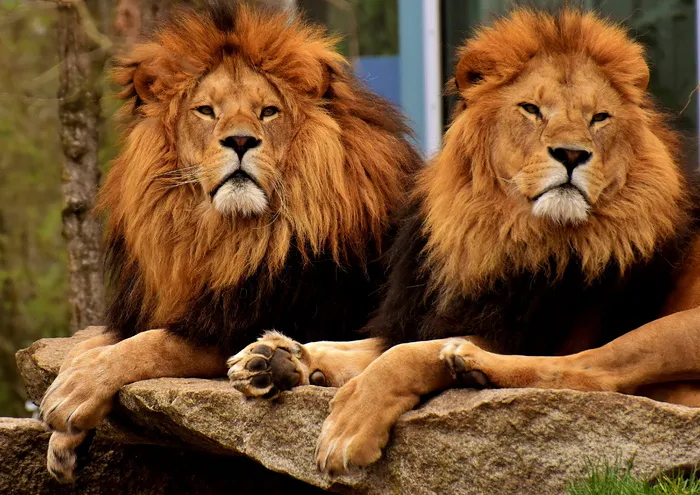 两只成年狮子，狮子，食肉动物，危险，鬃毛，猫，雄性，动物园