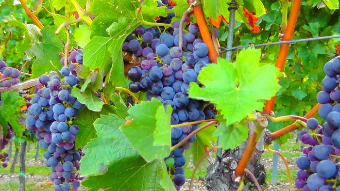 紫色，葡萄特写照片，成熟，收获，景观，葡萄，葡萄，葡萄酒