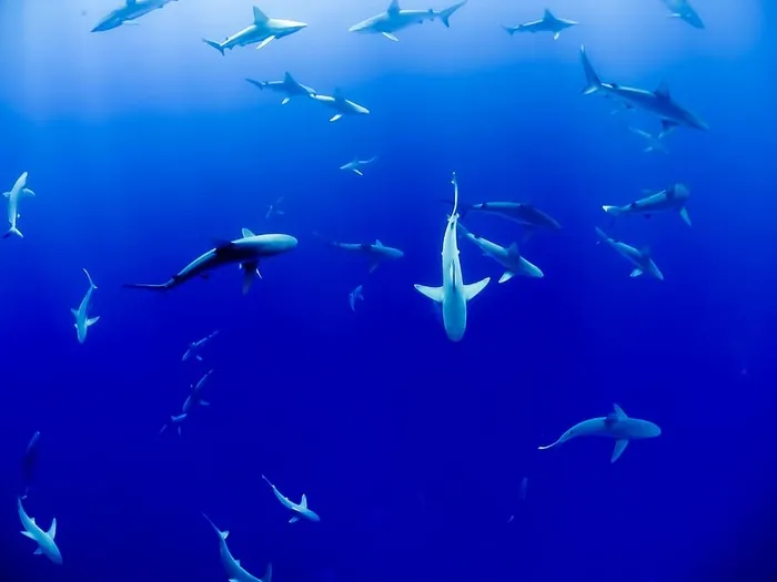 鲨鱼学校，学校，鲨鱼，水下，蓝色，海洋，海洋，鱼