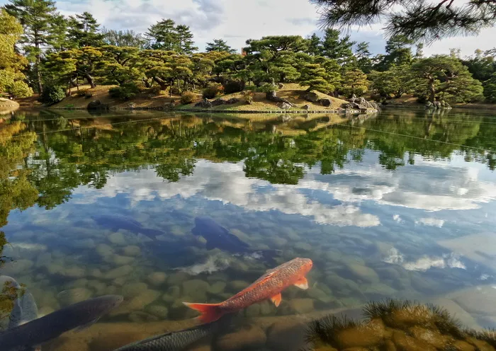 红色、黑色、锦鲤鱼、池塘、日本、日本、花园、日本
