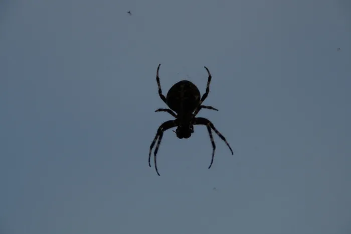 蜘蛛，带猎物的蜘蛛，令人毛骨悚然，威胁，潜伏，动物主题，一种动物，蛛形纲