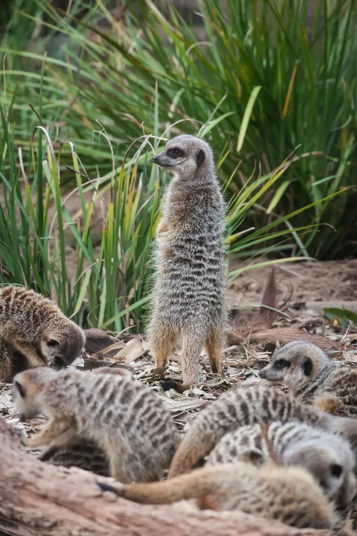 一群猫鼬, 猫鼬, 动物, 野生动物, 哺乳动物, 动物园, 莫斯曼, 澳大利亚