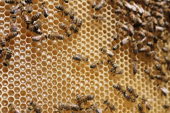 蜂巢，蜜蜂，昆虫，收集，花蜜，收集花蜜，蜂巢，蜜蜂