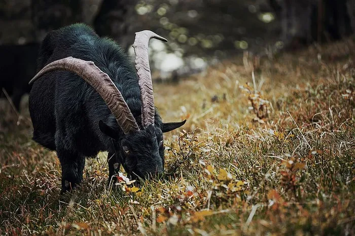 黑山羊吃草的选择性聚焦摄影