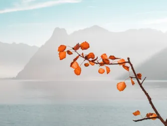 白天在海边和山上生长的橙色叶植物