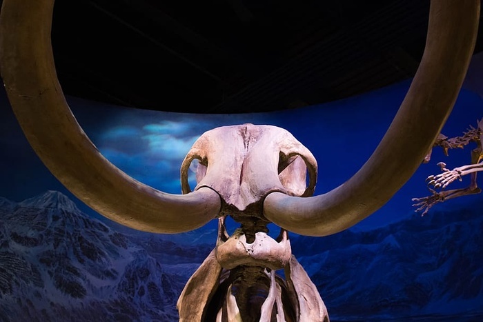 恐龙 灭绝动物 野生 骨骼 动物身体部位 动物头骨 动物 角类 菜鸟图库 恐龙 灭绝动物 野生 骨骼 动物身体部位 动物头骨 动物 角类 菜鸟图库