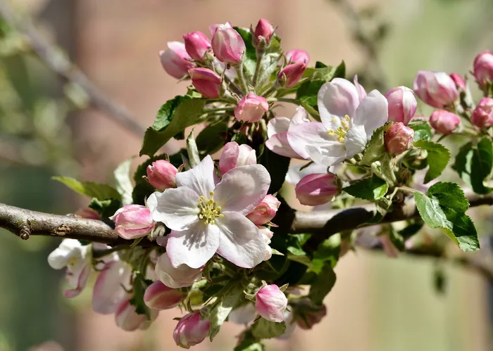 苹果花，苹果树，苹果树花，开花，春天，开花，白色，春天的花