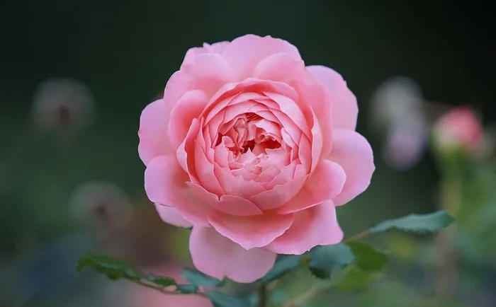 浅景深粉红玫瑰花照片
