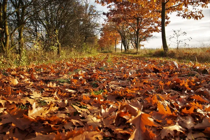 凋零，落叶，地面，秋天，落叶，秋天，金色的秋天，小路