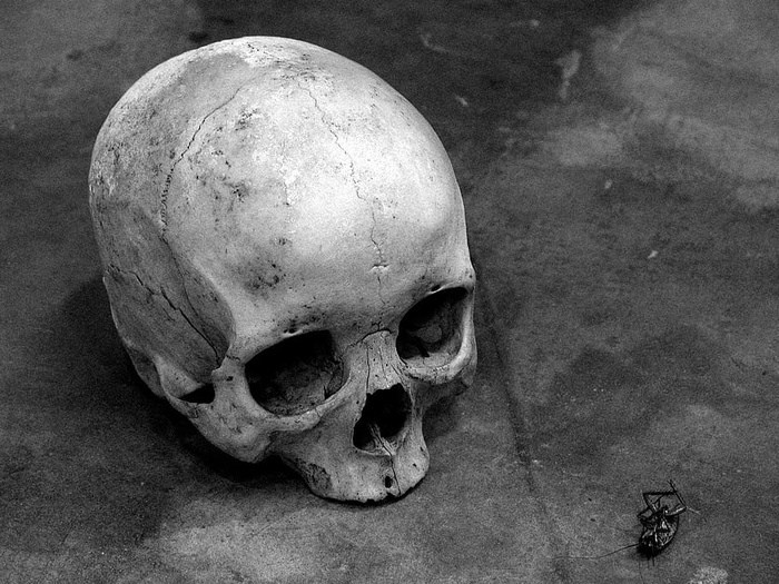 黑白条纹蟑螂地板混凝土死亡人类头骨人类