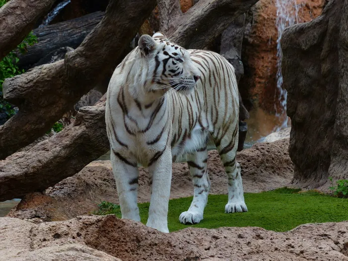 浅，聚焦摄影，白色，老虎，白孟加拉虎，老虎，老虎，捕食者，猫