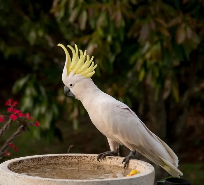 硫冠凤头鹦鹉、鹦鹉、仙人掌、鸟、羽毛、白色、黄色、野生