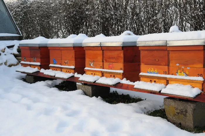 冬天, 蜂巢, 自然, 蜜蜂, 蜂巢, 蜜蜂, 花园, 雪