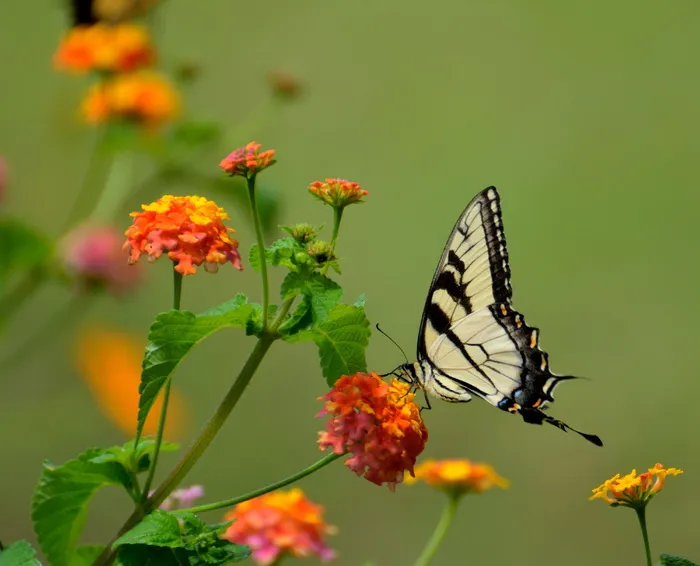 微距摄影中黄花上的黑白蝴蝶