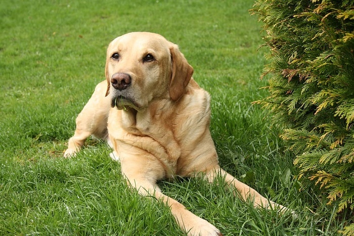 成年棕色拉布拉多猎犬