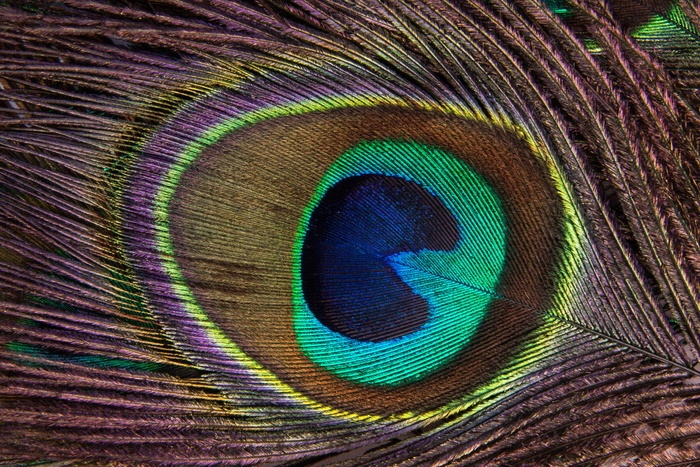 五彩孔雀羽毛孔雀羽毛结构基金孔雀鸡冠花鸟羽毛眼睛