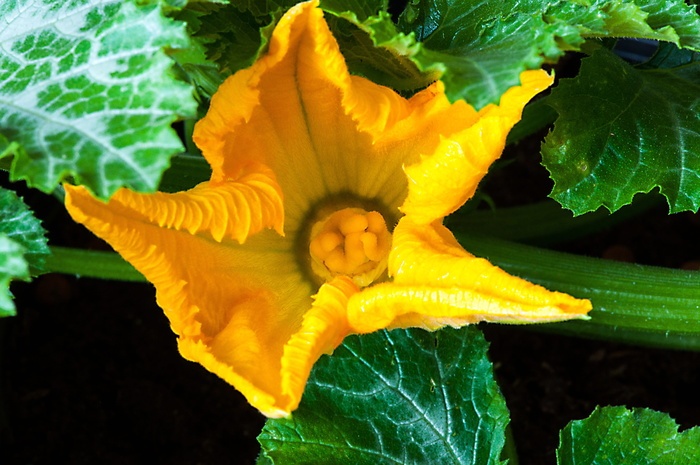 西葫芦西葫芦花大南瓜蔬菜开花开花绿色黄色