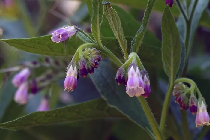 紫草也被称为针叶草、滑根草、青蒿和黑蒿。紫草是原产于欧洲的多年生草本植物。这种植物长到大约2-3½英尺高，有美丽的钟形花朵和大叶。紫草通常在整个夏天开花，第一朵花在4月底或5月初开放。花有蓝色、粉色、紫色或白色。紫草内部使用不安全。然而，由于植物中含有尿囊素化合物，紫草常被用于护肤制剂中。
