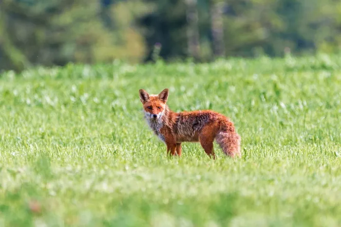 浅，焦点摄影，棕色，狐狸，富克斯，红狐狸，小狐狸，红头发