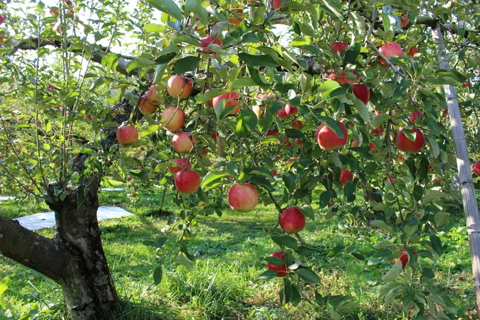 果园, 水果, 苹果树, 苹果, 苹果树, 食物和饮料, 树, 户外