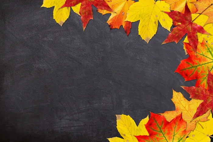 红色、黄色、枫树、树叶、数码、壁纸、秋天、学校