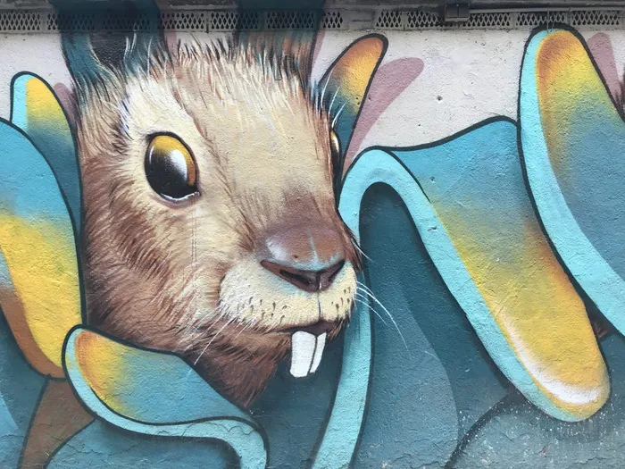 棕色兔子画