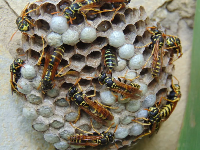 法国黄蜂，刺，大黄蜂，花粉，昆虫，条纹，自然，大型