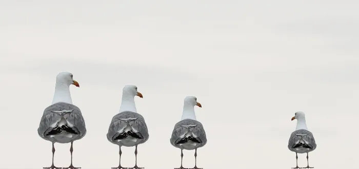 四只灰鸟，海鸥，趣味照片，作曲，背景图片，比利时诺克，明信片