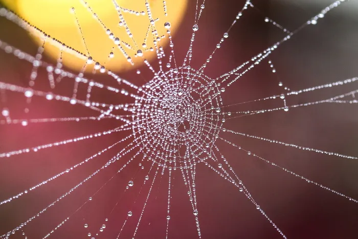 微距照片，蜘蛛网，露珠，网，水滴，露珠