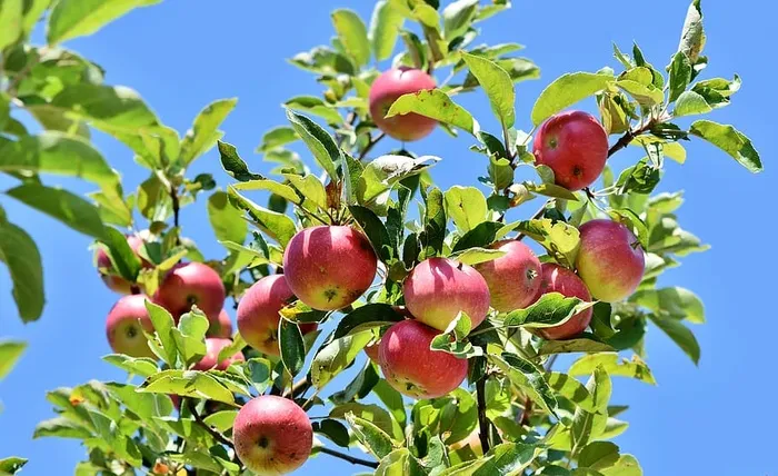 红色，苹果果实植物，蓝色，天空，苹果，苹果树，水果，苹果园
