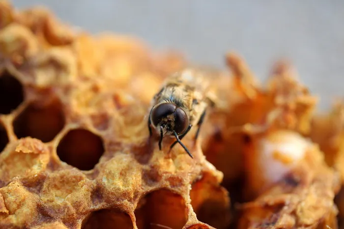 蜜蜂，蜂巢，哈奇，小，蜂蜜，蜜蜂，永远，蜂巢