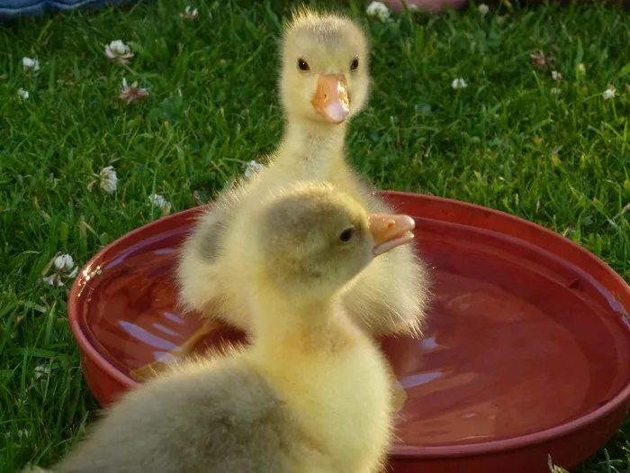 小鹅，幼鹅，水禽，幼年，黄色，可爱，蓬松，洗澡时间