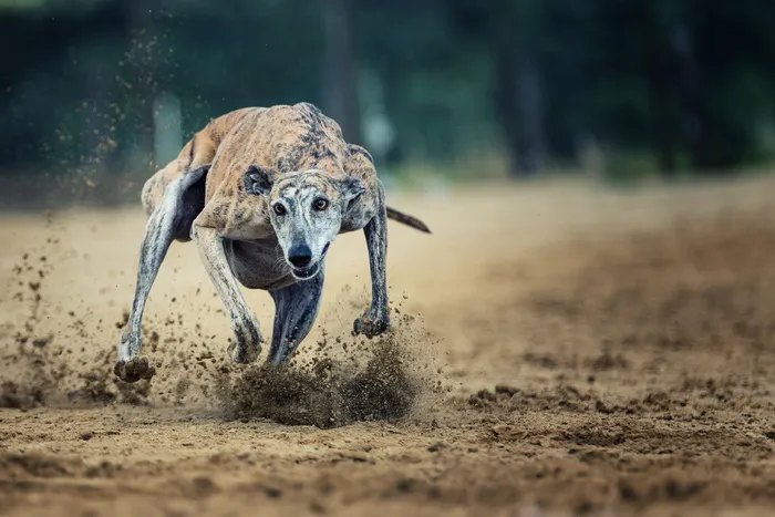 斑纹灰狗，跑步，棕色，土壤，白天，动作，赛马场，比赛