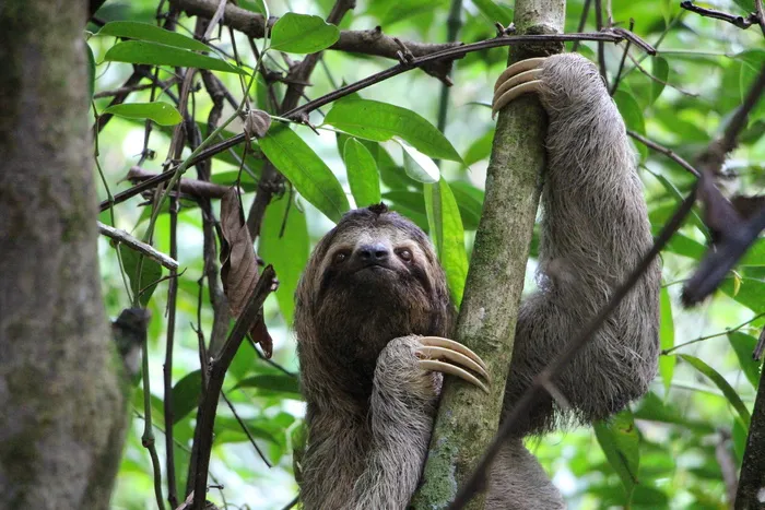 野生动物摄影，树懒，三指树懒，丛林，哥斯达黎加，雨林，自然，国家公园