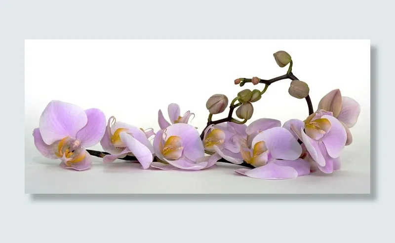 紫色兰花花, 兰花, 花, 开花, 绽放, 芽, 热带, 紫