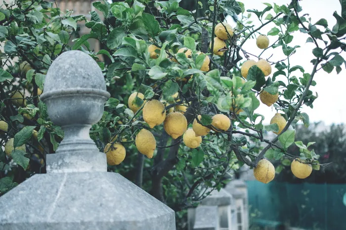 黄色柠檬树，柑橘类水果，水果，食品，植物，农产品，葡萄柚，自然