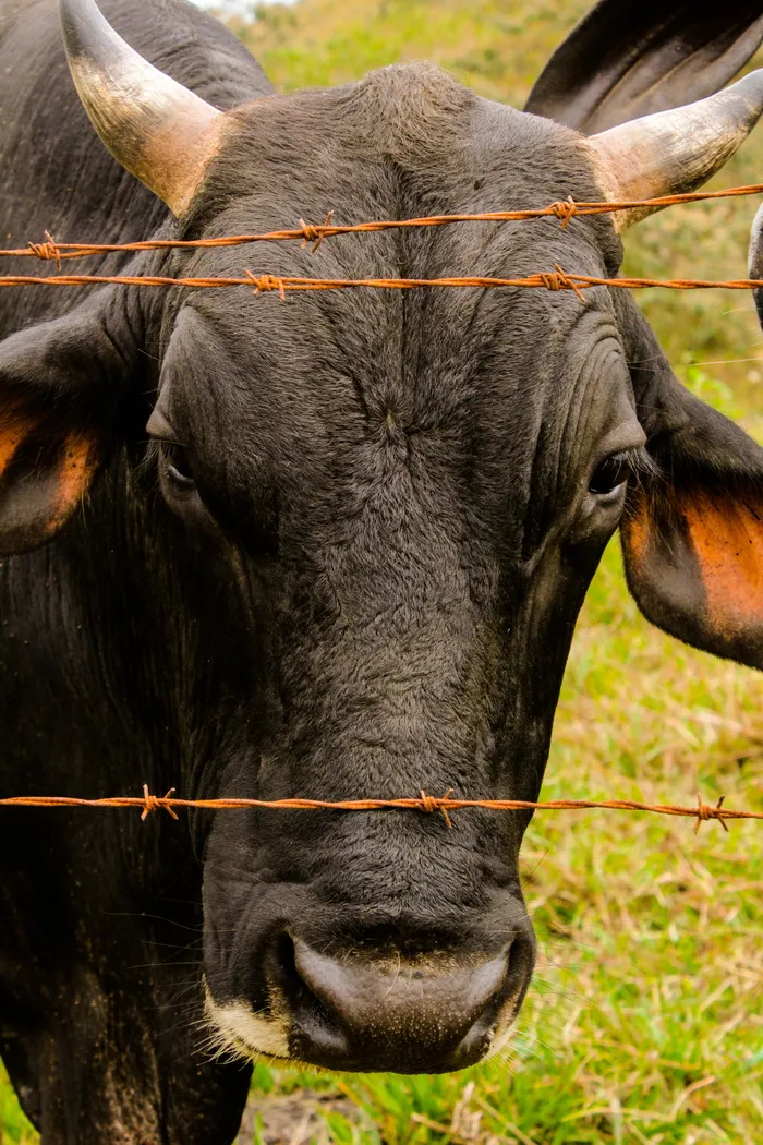 牛，boi，农村，农场，田地，小牛肉，约，巴西牛