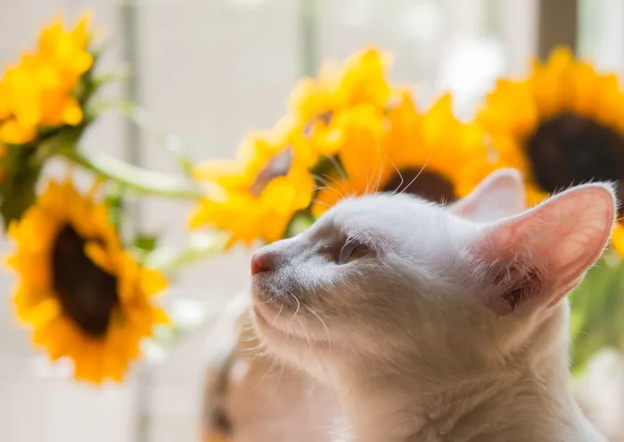 白猫和黄色向日葵