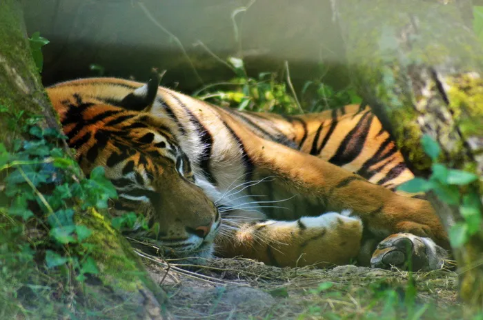 成年老虎，躺着，地面，老虎，亚洲，动物园，猫科动物，动物肖像